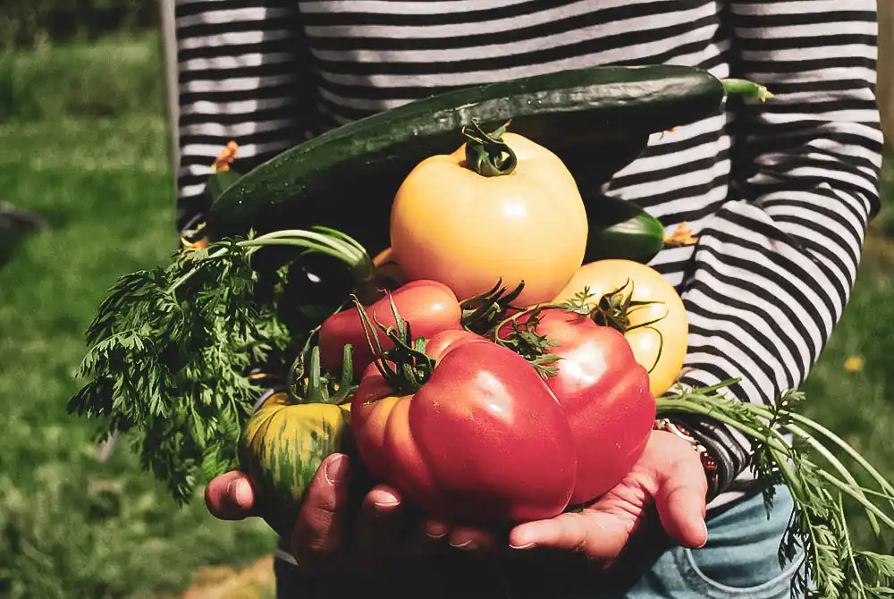 hobbies de bajo presupuesto jardinería