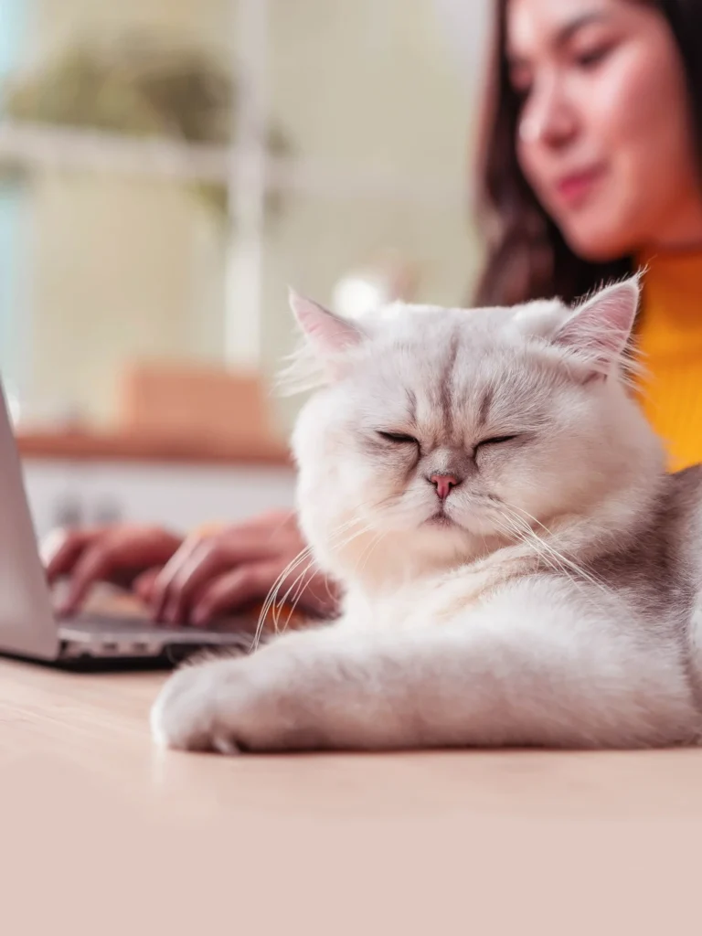 freelance online income