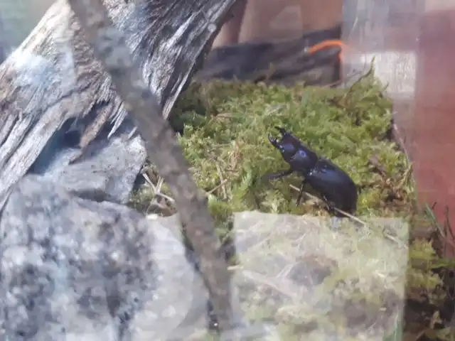 terrarium sharp jaws